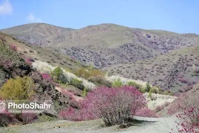 دره ارغوان