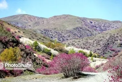 دره ارغوان