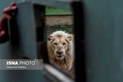 شیرهای سفید پارک چمران به دنیا آمدند