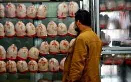مرغداران تذکر گرفتند؛ قیمت مرغ نباید گران‌تر شود
