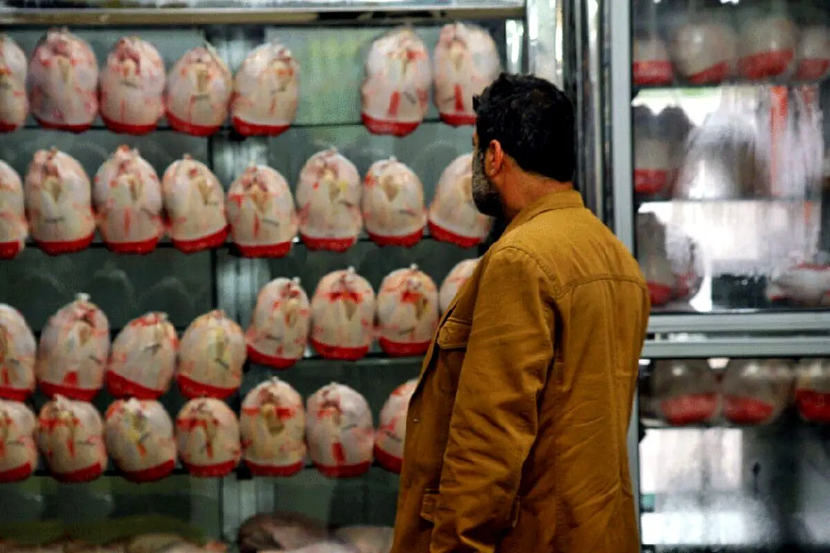 مرغداران تذکر گرفتند؛ قیمت مرغ نباید گران‌تر شود