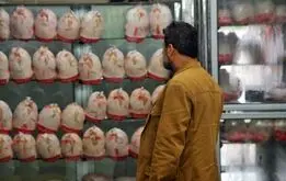مرغداران تذکر گرفتند؛ قیمت مرغ نباید گران‌تر شود