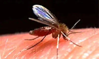 چه کسانی آهنربای پشه دارند؟