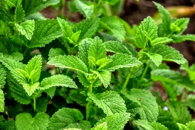 گیاهی که قاتل نفخ شکم است