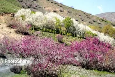 دره ارغوان