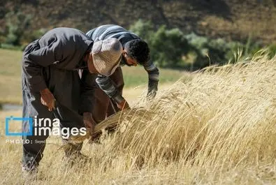گندم گندمکاران قیمت گندم