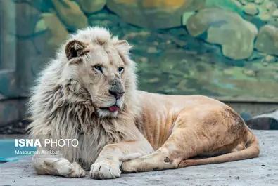 شیرهای سفید پارک چمران به دنیا آمدند