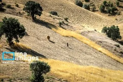 گندم گندمکاران قیمت گندم