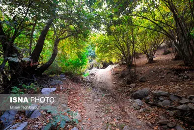 جنگل طارم 