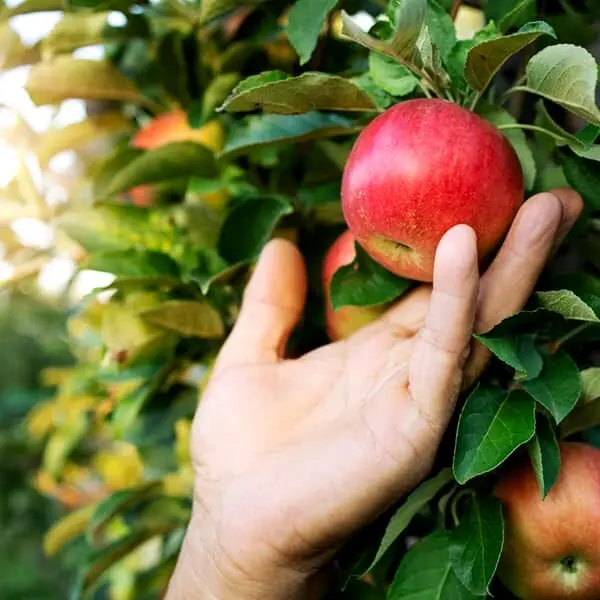 خواص سیب برای لاغری، احساس سیری و هضم طولانی تر!


