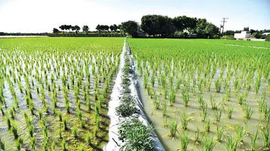 کشت برنج، رودخانه‌های مازندران را خشک کرد