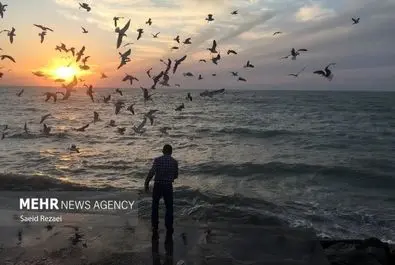 ساحل بوشهر