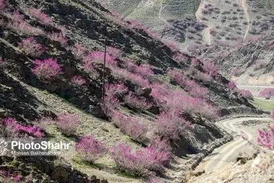دره ارغوان