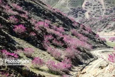 دره ارغوان