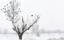 زمستان گمشده است! امسال ال نینو گرمای جهنمی را می آورد