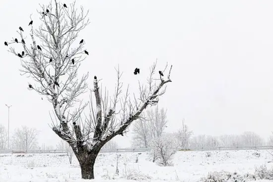 بارش تماشایی برف در شمشک+فیلم