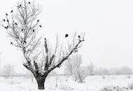 بارش تماشایی برف در شمشک+فیلم