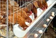 پاسخ ایران به عراق درباره شایعه مرغ‌های آلوده