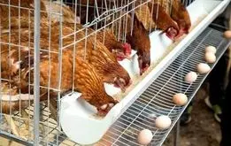 پاسخ ایران به عراق درباره شایعه مرغ‌های آلوده