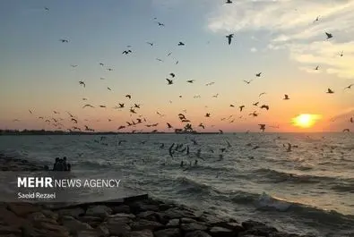 ساحل بوشهر