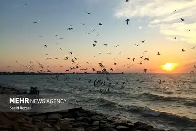 ساحل بوشهر