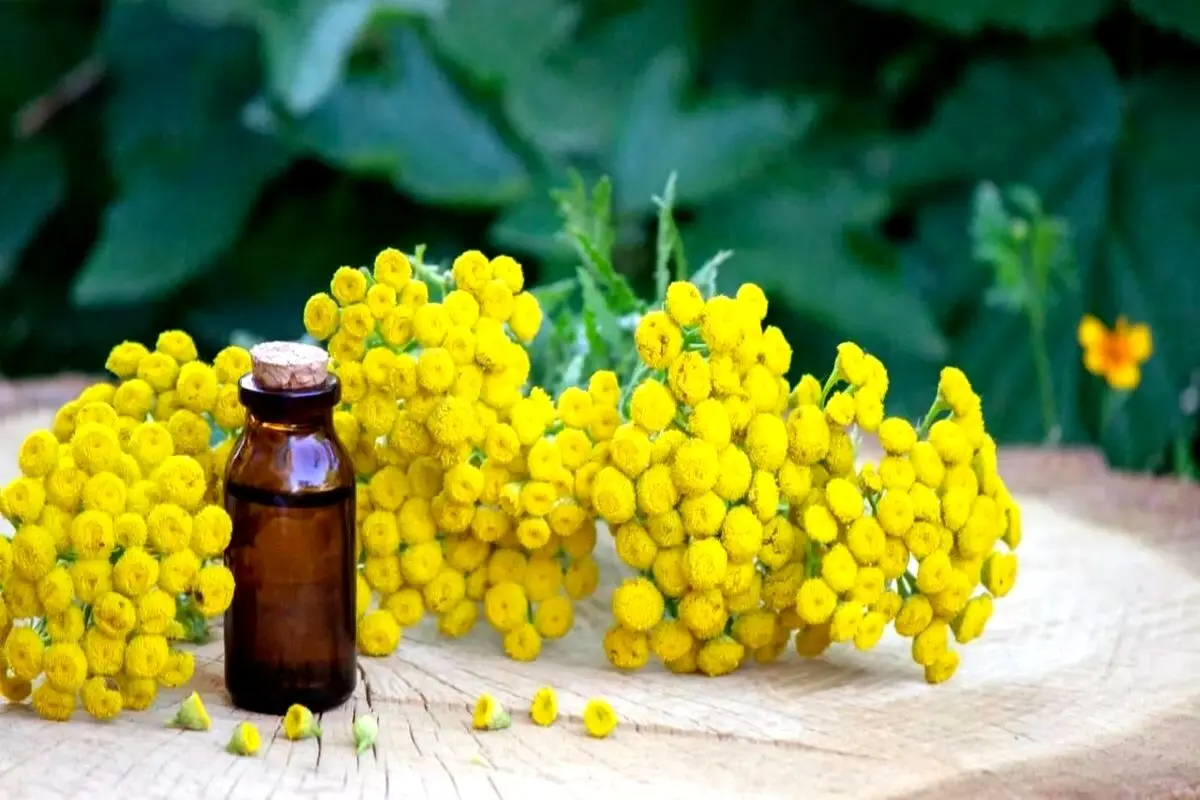 مصرف این گیاه ضدپیری است