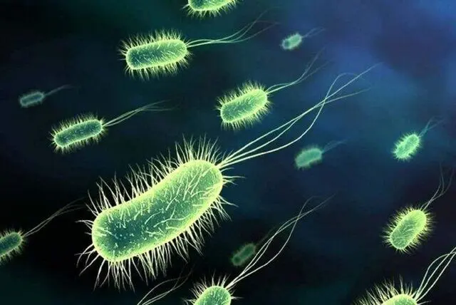 تعطیلی مدارس 2 شهر بزرگ به خاطر وبا
