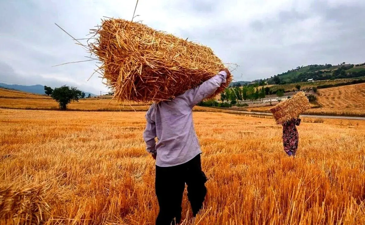 حبر مهم وزیر جهاد کشاورزی برای گندمکاران و خرید تضمینی گندم 