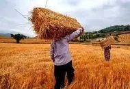 ۵ درصد پول گندمکاران رو هوا ماند