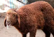 تب برفکی گله‌های تهران را زمین‌گیر کرد