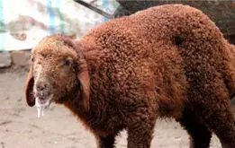 تب برفکی گله‌های تهران را زمین‌گیر کرد