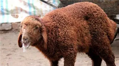 تب برفکی گله‌های تهران را زمین‌گیر کرد