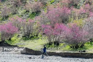 دره ارغوان