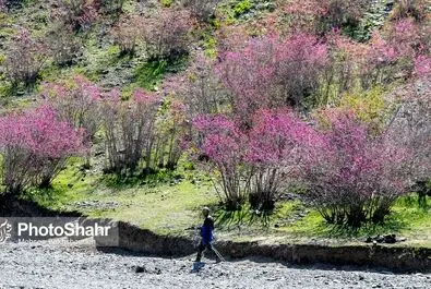 دره ارغوان