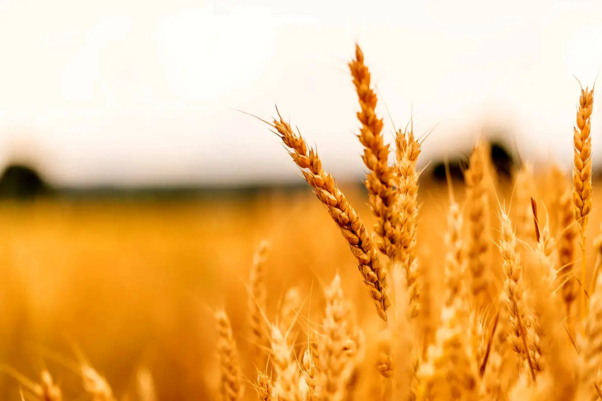 خبر بد برای گندمکاران / اصلاح قیمت گندم فعلا درکار نیست