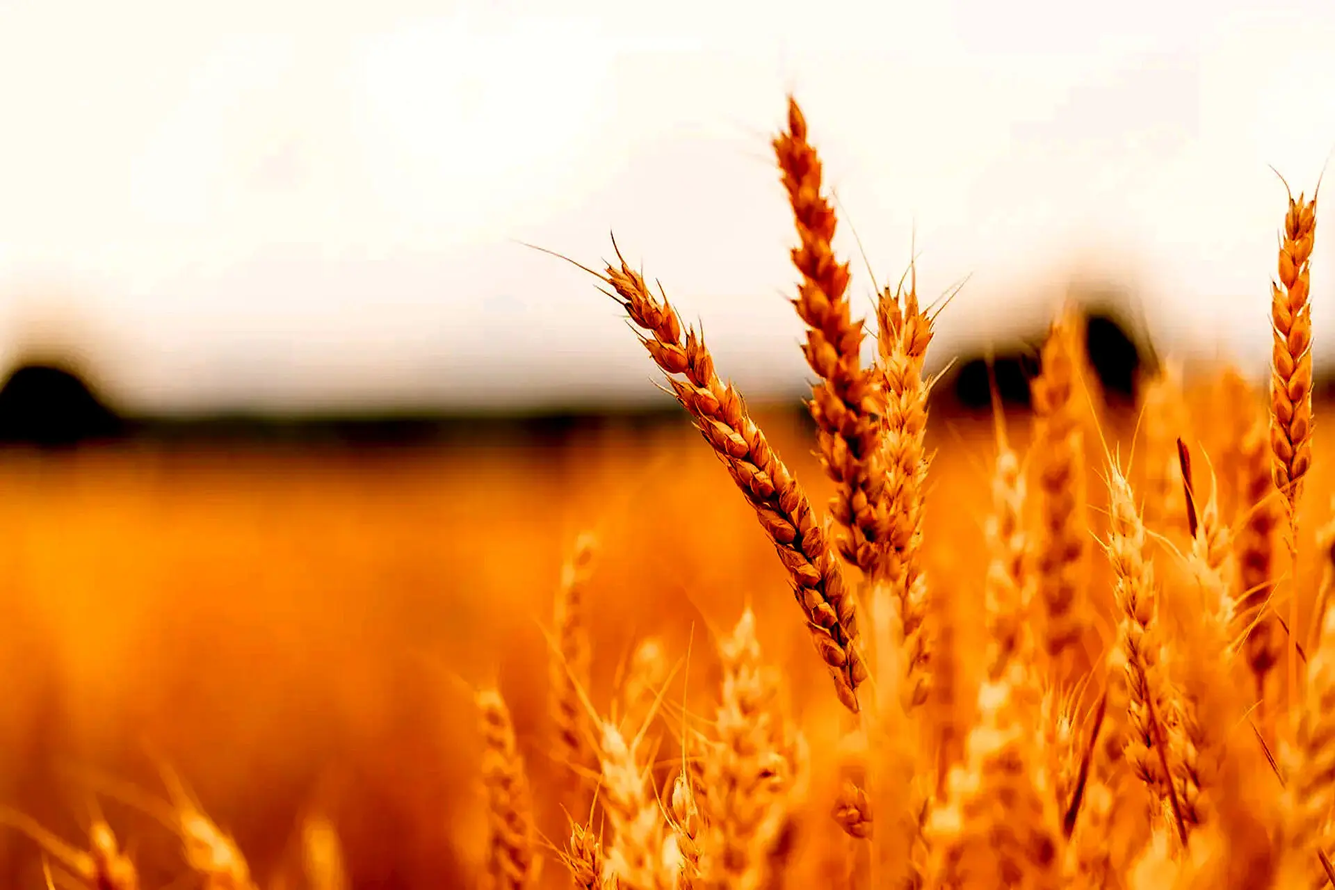 خبر مهم وزارت جهاد برای گندمکاران | قیمت گندم ۱۷ هزار تومان می‌شود؟