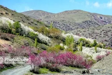 دره ارغوان