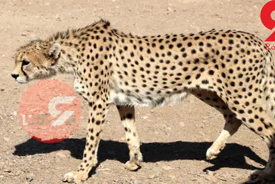 یوزپلنگ ایرانی  ایران خانم