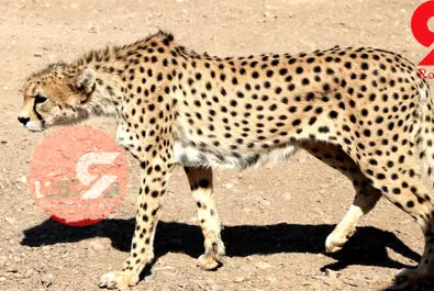 یوزپلنگ ایرانی  ایران خانم