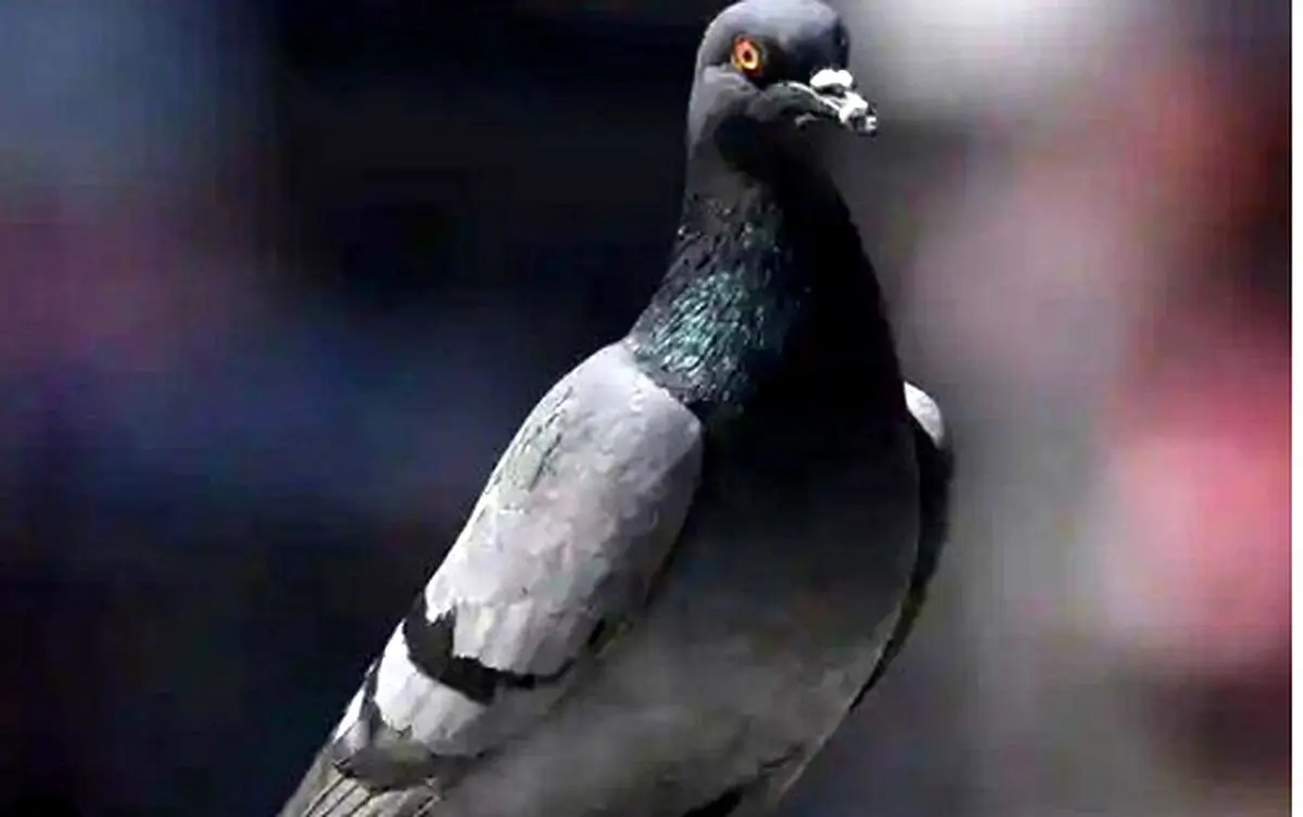 کبوتر مظنون به جاسوسی برای چین آزاد شد!

