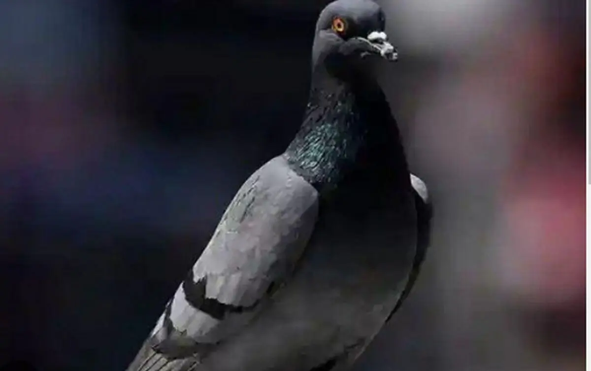 کبوتر مظنون به جاسوسی برای چین آزاد شد!


