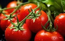 گوجه فرنگی‌های جهان در معرض نابودی