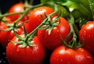 گوجه فرنگی‌های جهان در معرض نابودی