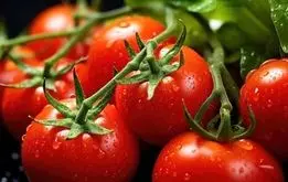 گوجه فرنگی‌های جهان در معرض نابودی