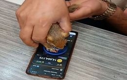 سنجاب ایرانی قربانی همستر مجازی
