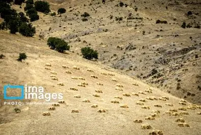 گندم گندمکاران قیمت گندم