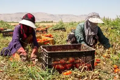  زنان کارگر در زمین‌های کشاورزی