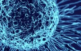 یافتن درمان مناسب برای سرطان با استفاده از تخم مرغ