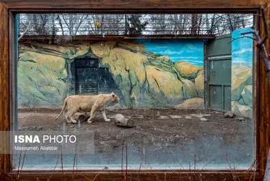 شیرهای سفید پارک چمران به دنیا آمدند