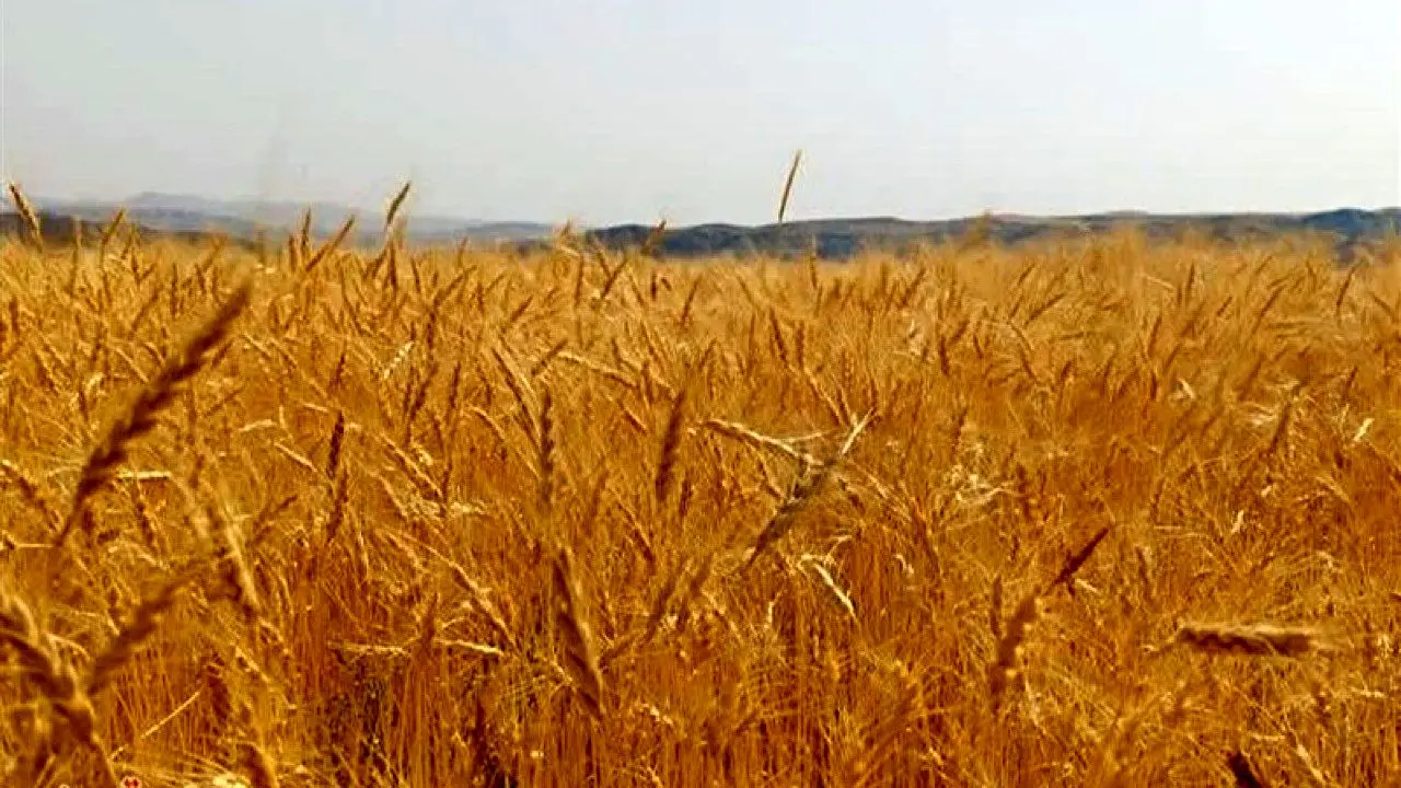 خبر نگران کننده برای گندمکاران، قیمت گندم تغییر و کاهش یافت